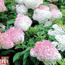 Image result for hydrangea paniculata vanille fraise