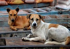 Se estima que, actualmente, existen unos 300 millones de perros en todo el planeta. Por Que Se Celebra Hoy El Dia Mundial Del Perro Callejero