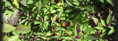 The peppers are good for salsa, hot sauce and pickling. Capsicum Chile Pepper Capsicum Annuum Bolivian Rainbow