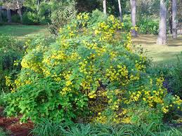 Image result for Senna bicapsularis