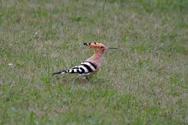 Oiseaux Du Jardin Huppe Fasciee Animals Birds Bird