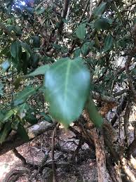 Image result for Strychnos henningsii