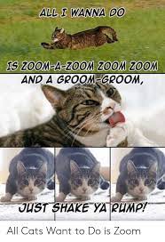 All i wanna do is a zoom zoom zumba. All I Wanna Do Ts Zoom A Zoom Zoom Zoom And A Groom Groom Just Shake Ya Rump All Cats Want To Do Is Zoom Cats Meme On Me Me