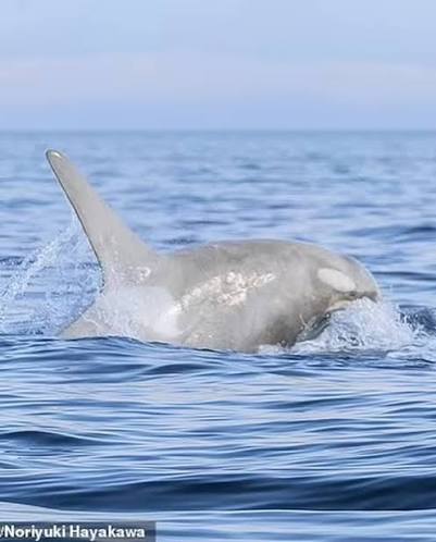 A creamy white-coloured orca was spotted near Japan's volcanic island  Hokkaido by a whale watcher. An incredibly rare albino orca was caught on  camera leaping out of the ocean, Japanese photographer