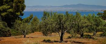 Greek Olive Oil Companies Update In The Time Of Covid 19 Greek Liquid Gold Authentic Extra Virgin Olive Oil
