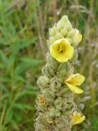 Meiliy artificial lambs ear greenery stems spary picks leaves room decor for vases diy farmhouse decorations, 3 pcs 28. Mullein Pictures Flowers Leaves Identification Verbascum Thapsus