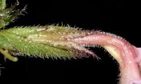 Image result for Striga bilabiata