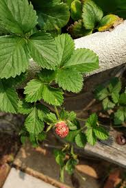 Image result for Duchesnea indica