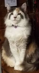 Pin On Animals 3