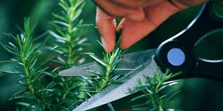 Image result for rosemary pruning