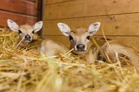 There Is A Species Of Antelope That Can Jump Higher Than A House. :  R/Shittyanimalfacts