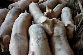 Piggery Production