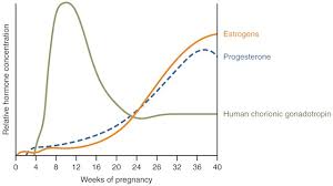 Progesterone And Pregnancy What Levels Are Optimal