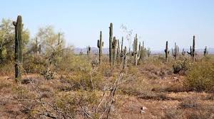 Thriving in hot deserts, this barrel desert: Camera Slowing Forward In Valle Stock Footage Video 100 Royalty Free 1022433946 Shutterstock