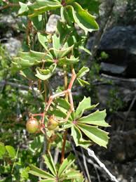 Image result for Cyphostemma quinatum