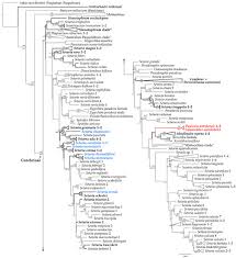 Image result for Setaria kagerensis