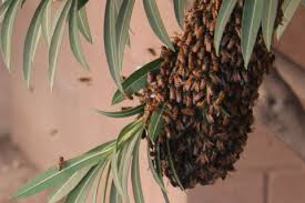 Truly nolen pest control | the best national pest control company with local community involvement. Niagara Truly Nolen Canada
