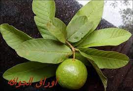 مطبخ الذوق الرفيع الفوائد الطبية والصحية لاوراق الجوافة quick hair growth herbal shampoos guava leaves for hair