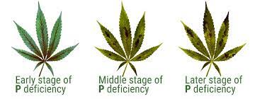 Phosphorus Deficiency In Cannabis Plants Rqs Blog