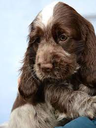 Pin By Corinne Machon Two Mice Cottag On Two Mice Cottage Loves Dogs Golden Cocker Spaniel Puppies Springer Spaniel Puppies Spaniel Puppies