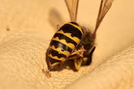 This Buzz Isn T A Bee Yellow Jackets Sting But They Eat Bad Bugs 27 East