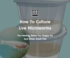 How To Culture Live Microworms For Fry And Small Fish 4 Steps Instructables