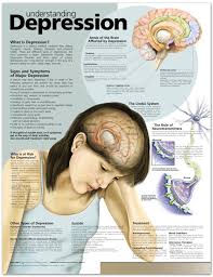 understanding depression anatomical chart