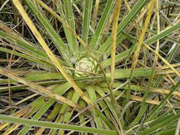 Image result for Agavaceae