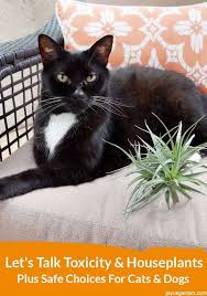 Aspca pet insurance provides injury and illness coverage for animals. Toxicity And Houseplants Safe Choices For Cats And Dogs