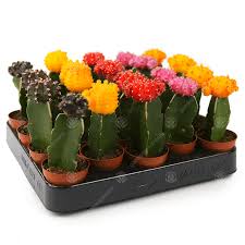 They are crispy and spicy and they come with the most amazing dip. Disco Cactus Plant Mix For Sale Houseplants Free Uk Delivery