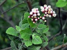 Image result for Pluchea