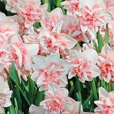 Delnashaugh Daffodil Super Sak Bulk Pink Daffodils Breck S Daffodils Bulb Flowers Spring Perennials