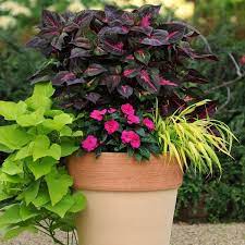 Maybe you would like to learn more about one of these? Pin On Garden Club