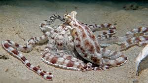 Octopuses usually drop down on their prey, enveloping with their arms and pulling animals into their mouths. Mimic Octopus In Phuket Local Dive Thailand