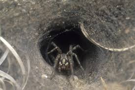 As this thread becomes longer, the wind carries it to a. Ohio S Natural Enemies Funnel Weaver Spiders Ohioline