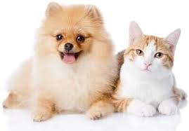 Check spelling or type a new query. Affordable Veterinarian Merrillville In Broadway Pet Hospital