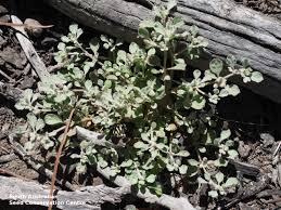 Image result for Glinus lotoides