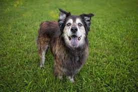 How Long Do Pet Dogs Live