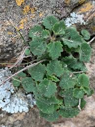Image result for Stemodiopsis buchananii