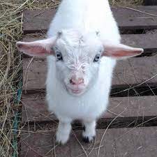 Their soulful eyes and expressive faces encourage you to give them whatever they want. Guide To Baby Goat Care Boots Hooves Homestead