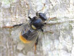 ○ミケモモブトハナアブの仲間らいしいです: ご近所の小さな生き物たち