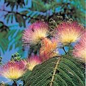 Image result for Albizia adianthifolia