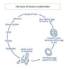 oneclass use a flowchart to describe how a parasite obtains