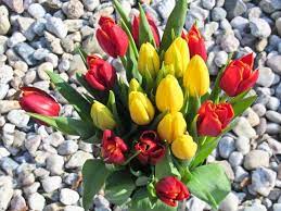 Poniżej znajdziesz gotowe życzenia dla koleżanki. P Strong Smieszne Zyczenia Imieninowe Strong Dla Kolezanki Z Poczuciem Humoru Wyslane O Poranku Z Cala Pewnoscia Rozwesel Tulips Flowers Stock Images Free