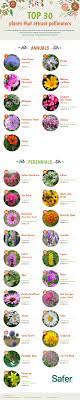 6 native perennials that attract pollinators. Top 30 Plants That Attract Pollinators Pollinator Plants Pollination Pollinator Garden