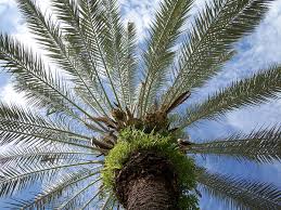 This canary island date palm has been featured in many movies and television shows. Phoenix Plant Wikipedia