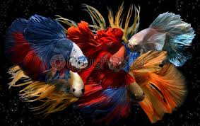 Situé au 6245 boul métropolitain est. Mixed Colorful Fancy Betta Stock Photo Crushpixel