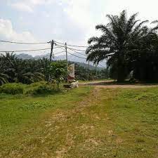 Mr mohamad azahar saat manager elphil mill. Sime Darby Elphil Estate Sungai Siput Utara Perak