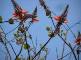 Image result for Commiphora fulvotomentosa
