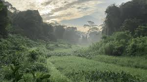 This is one of the upcoming trails that is being targeted for completion by 2023. Clementi Forest Trail Proposed By Nature Lover With Elevated Boardwalk Into Heart Of Misty Plain Nestia